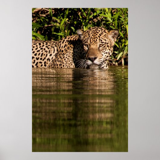 Poster Portrait d'un jaguar nageant (Devant)