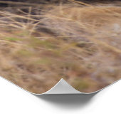 Poster Portrait d'un Lion regardant au loin (Coin)