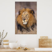 Poster Portrait d'un Lion regardant au loin (Cuisine)