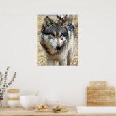 Poster Portrait d'un loup (Cuisine)