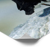 Poster Portrait d'un Macareux atlantique (Coin)