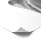 Poster Portrait d'un Pronghorn Antilope, animal du désert (Coin)