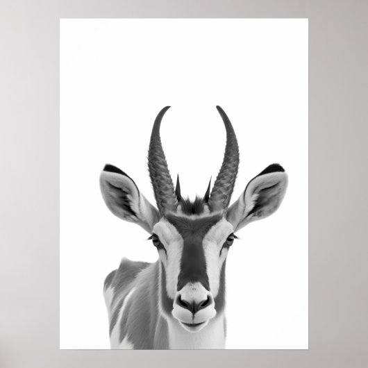 Poster Portrait d'un Pronghorn Antilope, animal du désert (Devant)