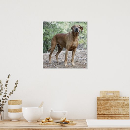 Poster Portrait d'un Rhodesian Ridgeback (Cuisine)