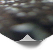 Poster Portrait d'une abeille de miel (Coin)