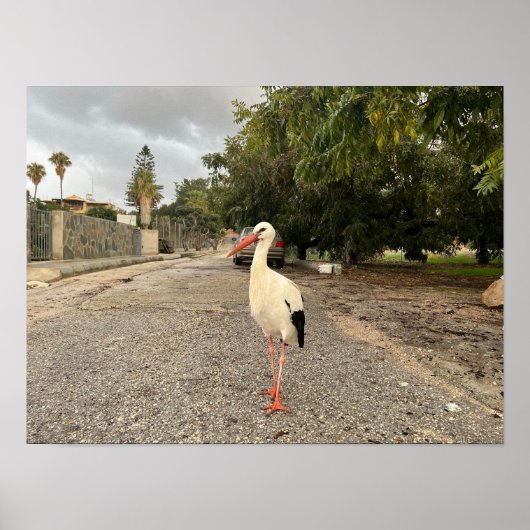 Poster Portrait d'une cigogne (Devant)