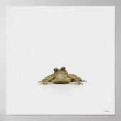 Poster Portrait d'une grenouille dans un studio blanc (Devant)