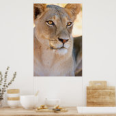 Poster Portrait d'une Lionne regardant au loin (Cuisine)