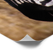 Poster Portrait d'une Zèbre - Zimbabwe (Coin)