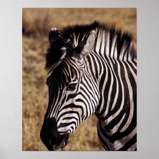 Poster Portrait d'une Zèbre - Zimbabwe (Devant)