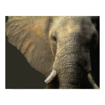 Portrait éléphant