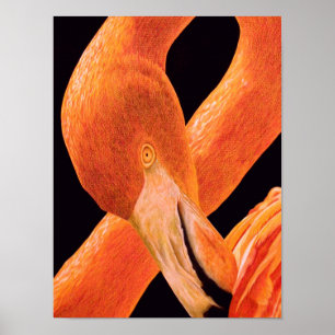 Poster Portrait Flamant rose