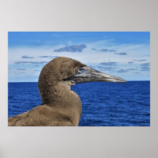 Poster Portrait Gannet (Devant)