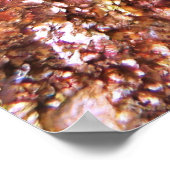 Poster Portrait géant de Hawkfish (Coin)