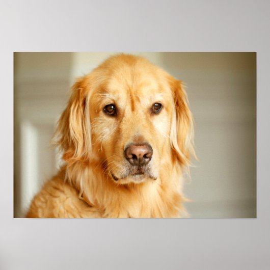 Poster Portrait Golden Retriever (Devant)
