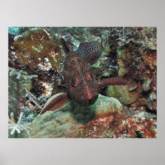 Poster Portrait Graysby (Devant)