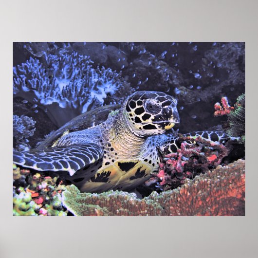 Poster Portrait Hawksbill (Devant)