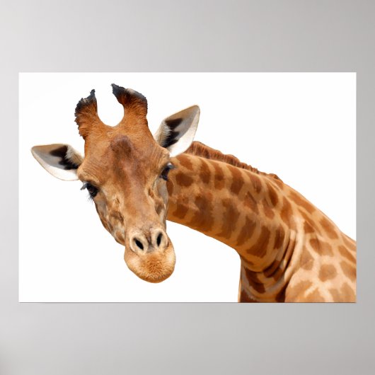 Poster Portrait isolé de girafe PNG (Devant)