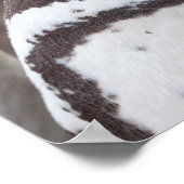 Poster Portrait Magellanic Penguin (Coin)