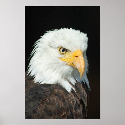 Poster Portrait Majestic Bald Eagle (Devant)