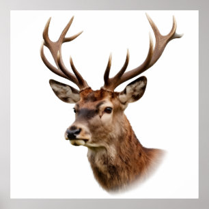 Poster Portrait majestueux de cerf avec grands bois
