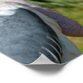 Poster Portrait marabou stork (Coin)