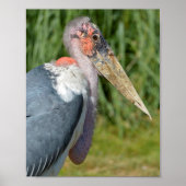 Poster Portrait marabou stork (Devant)