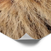 Poster Portrait Marmot alpin (Coin)