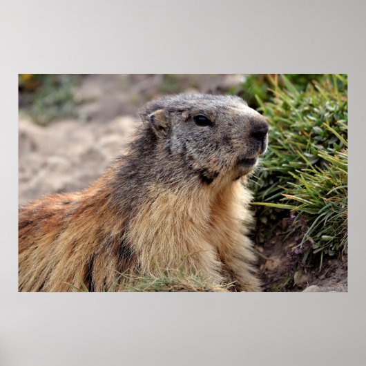 Poster Portrait Marmot alpin (Devant)