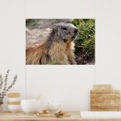 Poster Portrait Marmot alpin (Cuisine)