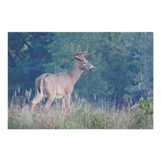 Poster Portrait naturel de Whitetail Buck (Devant)