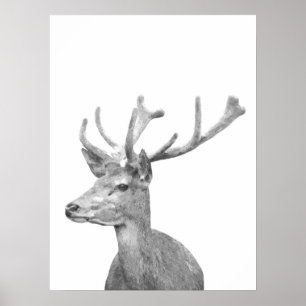 Poster Portrait noir et blanc d'animal de cerfs communs