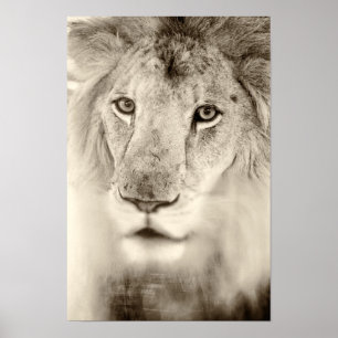 Poster Portrait noir et blanc de lion