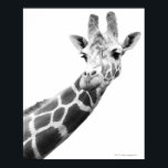 Poster Portrait noir et blanc d'une girafe<br><div class="desc">Animaux->Giraffe</div>