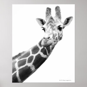 Poster Portrait noir et blanc d'une girafe