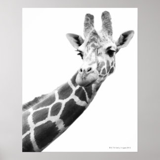 Poster Portrait noir et blanc d'une girafe