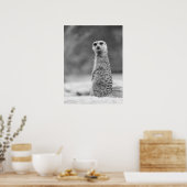 Poster Portrait noir et blanc Meerkat Faune (Cuisine)