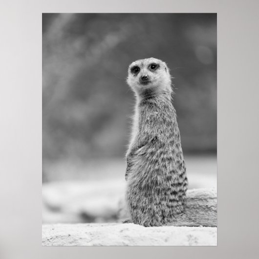 Poster Portrait noir et blanc Meerkat Faune (Devant)