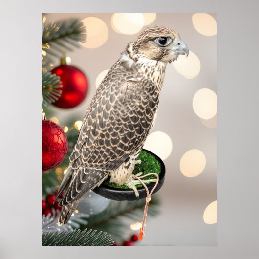 Poster Portrait Of A Hunting Falcon Real Photo (Devant)