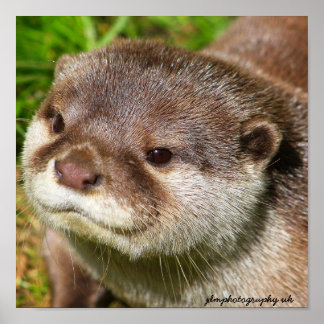 Poster Portrait Otter