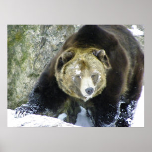 Poster Portrait Ours Grizzli En Neige