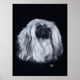 Poster Portrait Pekingese en noir et blanc