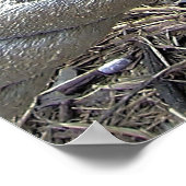 Poster Portrait pélican (Coin)