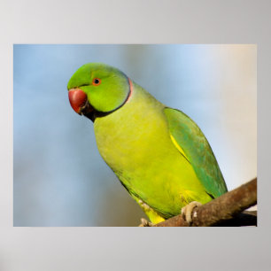 Poster Portrait Perruche à anneau Rose