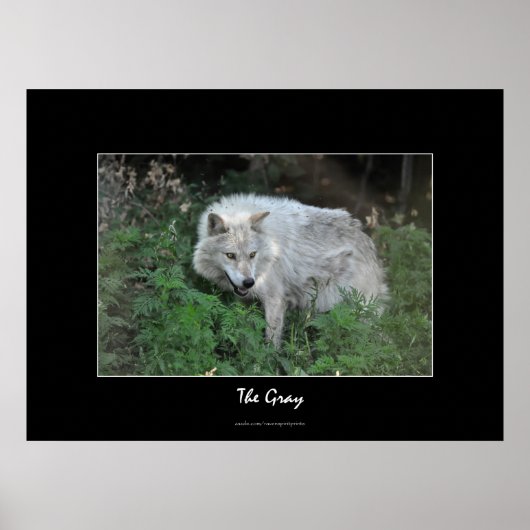 Poster Portrait photo de la faune du loup gris (Devant)