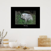 Poster Portrait photo de la faune du loup gris (Cuisine)