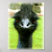 POSTER PORTRAIT PHOTO EMU BIRD (Devant)