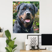 Poster Portrait Rottweiler (Bureau à domicile)