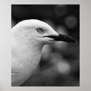 Poster Portrait Seagull