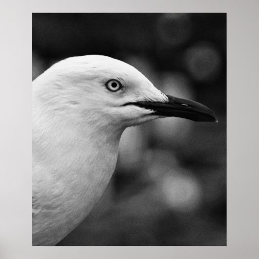 Poster Portrait Seagull (Devant)